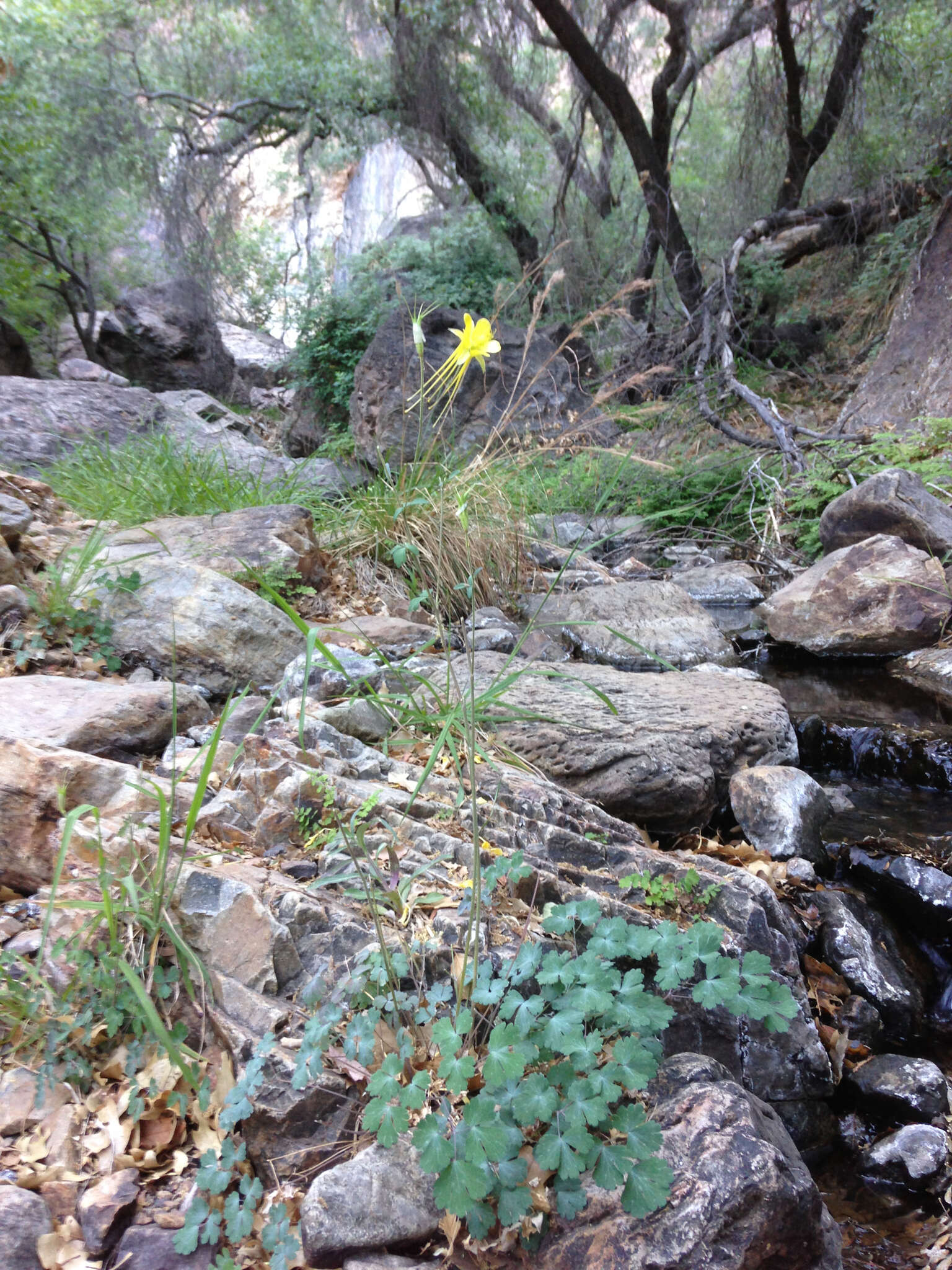 Image of longspur columbine