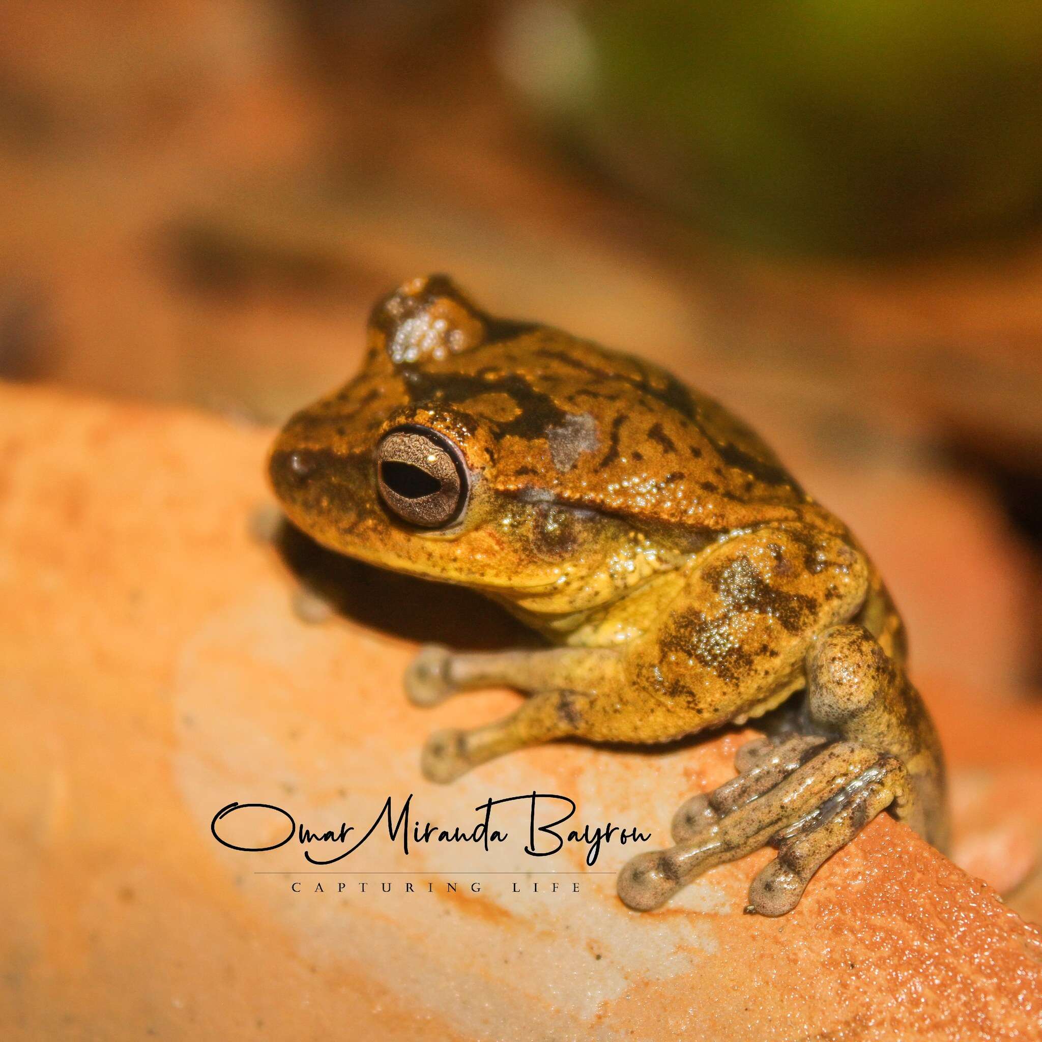 Image of Charuplaya Tree Frog