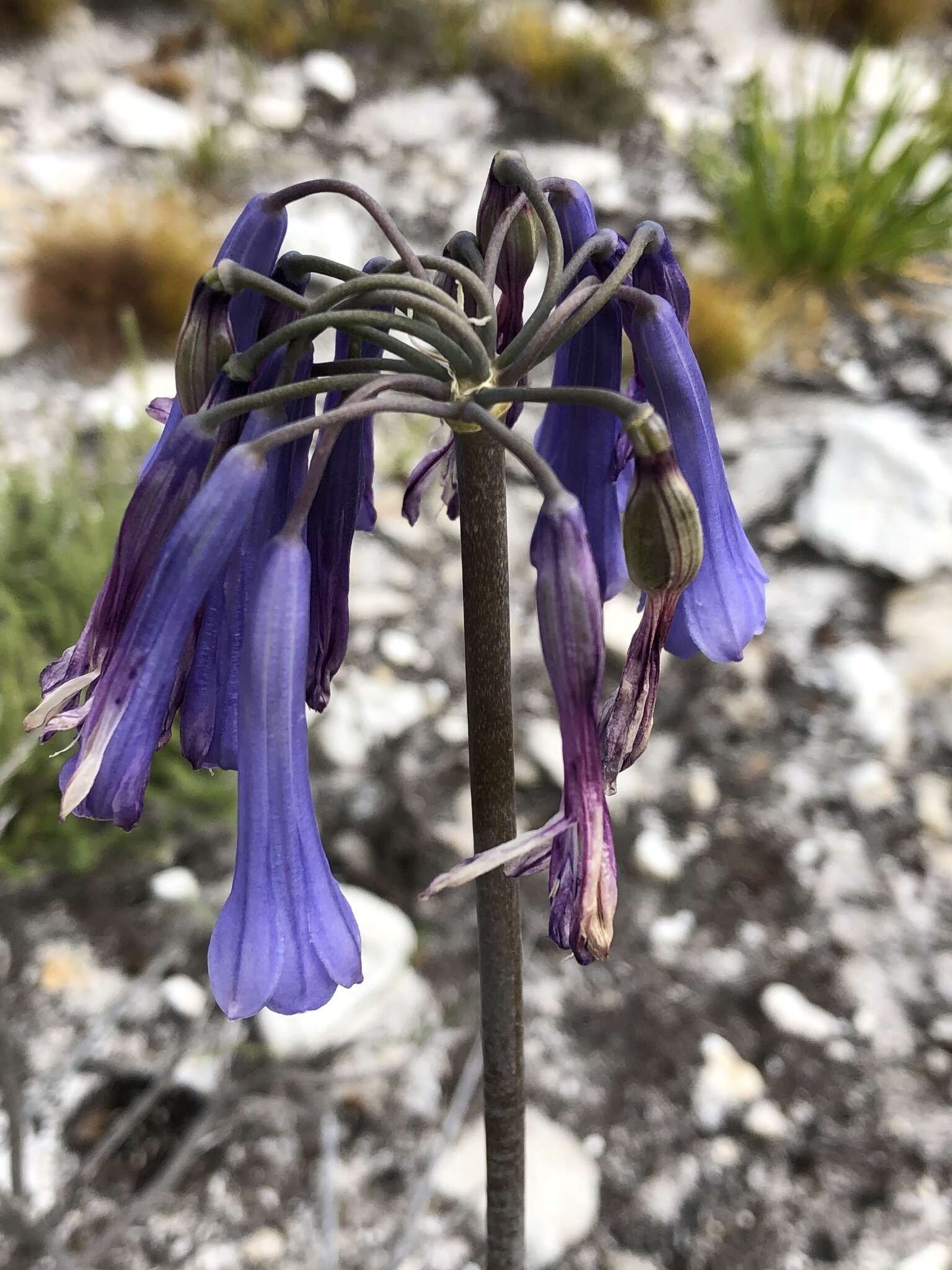 Imagem de Agapanthus walshii L. Bolus