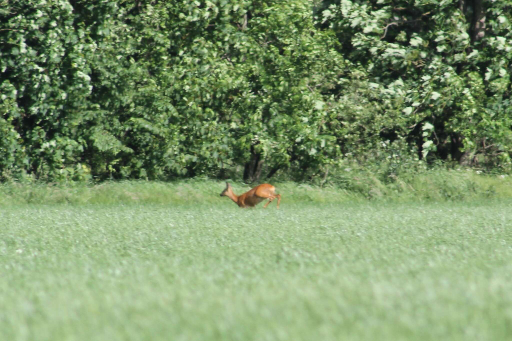 Sivun Capreolus capreolus capreolus (Linnaeus 1758) kuva