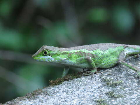 Diploderma brevipes (Gressitt 1936) resmi