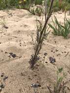 Imagem de Schizanthus litoralis var. humilis