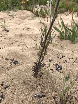 Imagem de Schizanthus litoralis var. humilis