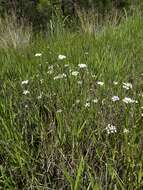 Image of Gulf River Harperella