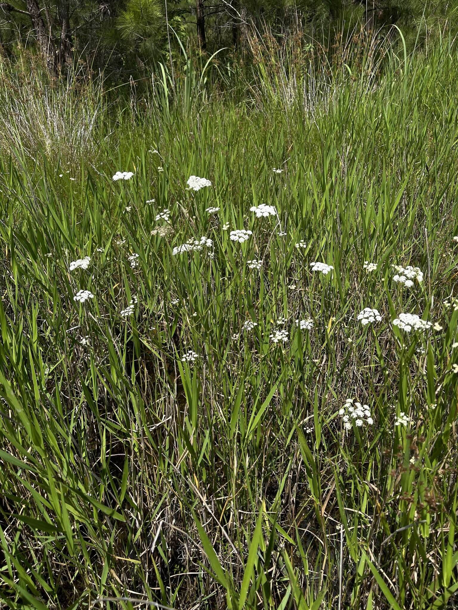 Image of Gulf River Harperella