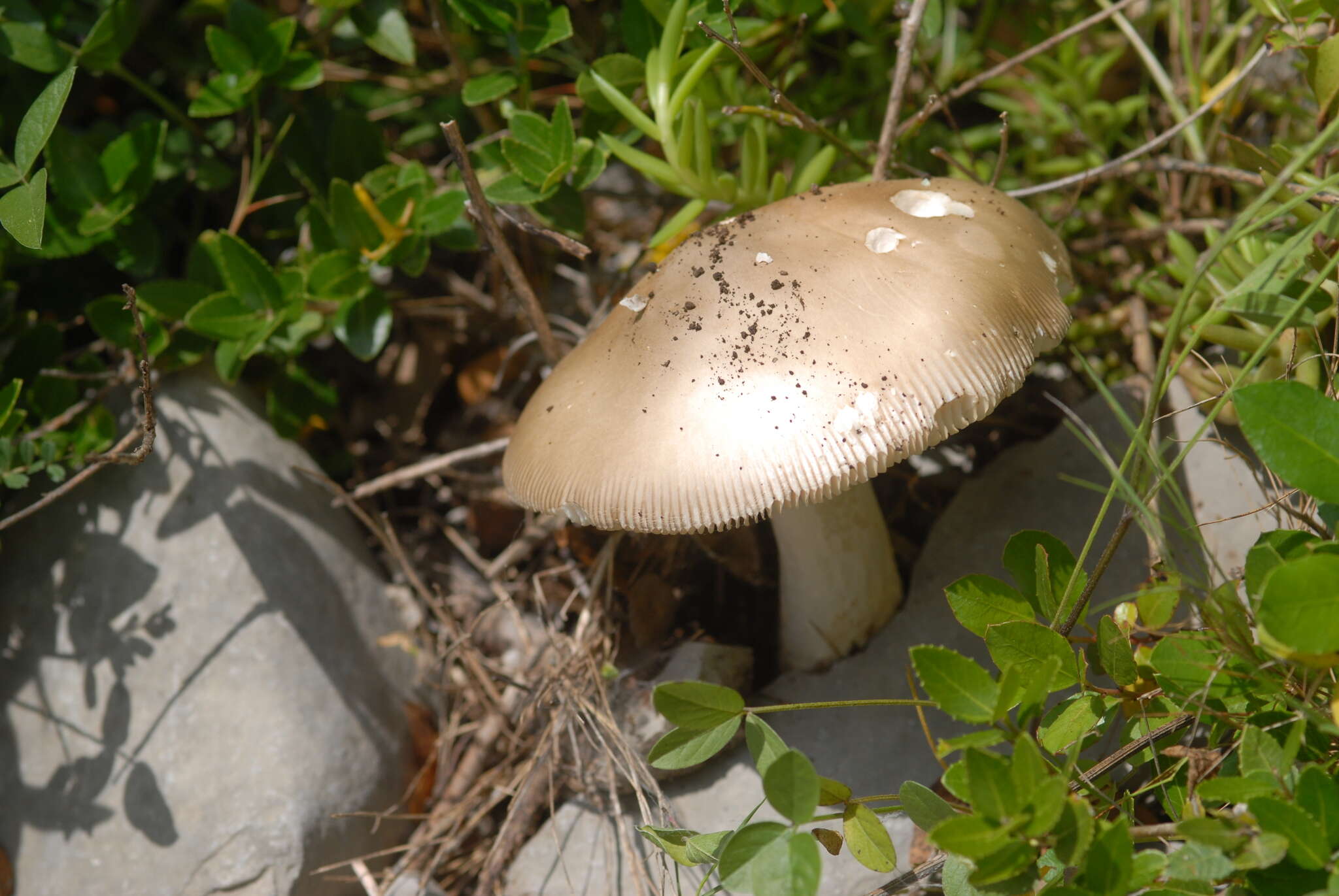 Image of Amanita dryophila Consiglio & Contu 1999