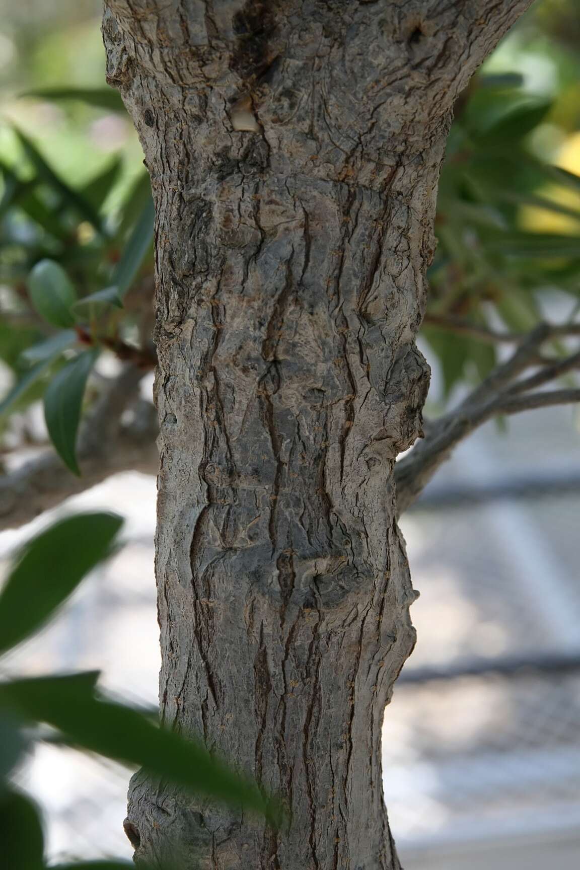 Image of Ficus neriifolia Smith