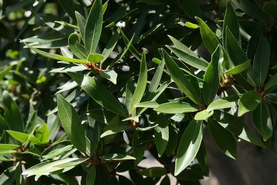 Image of Ficus neriifolia Smith