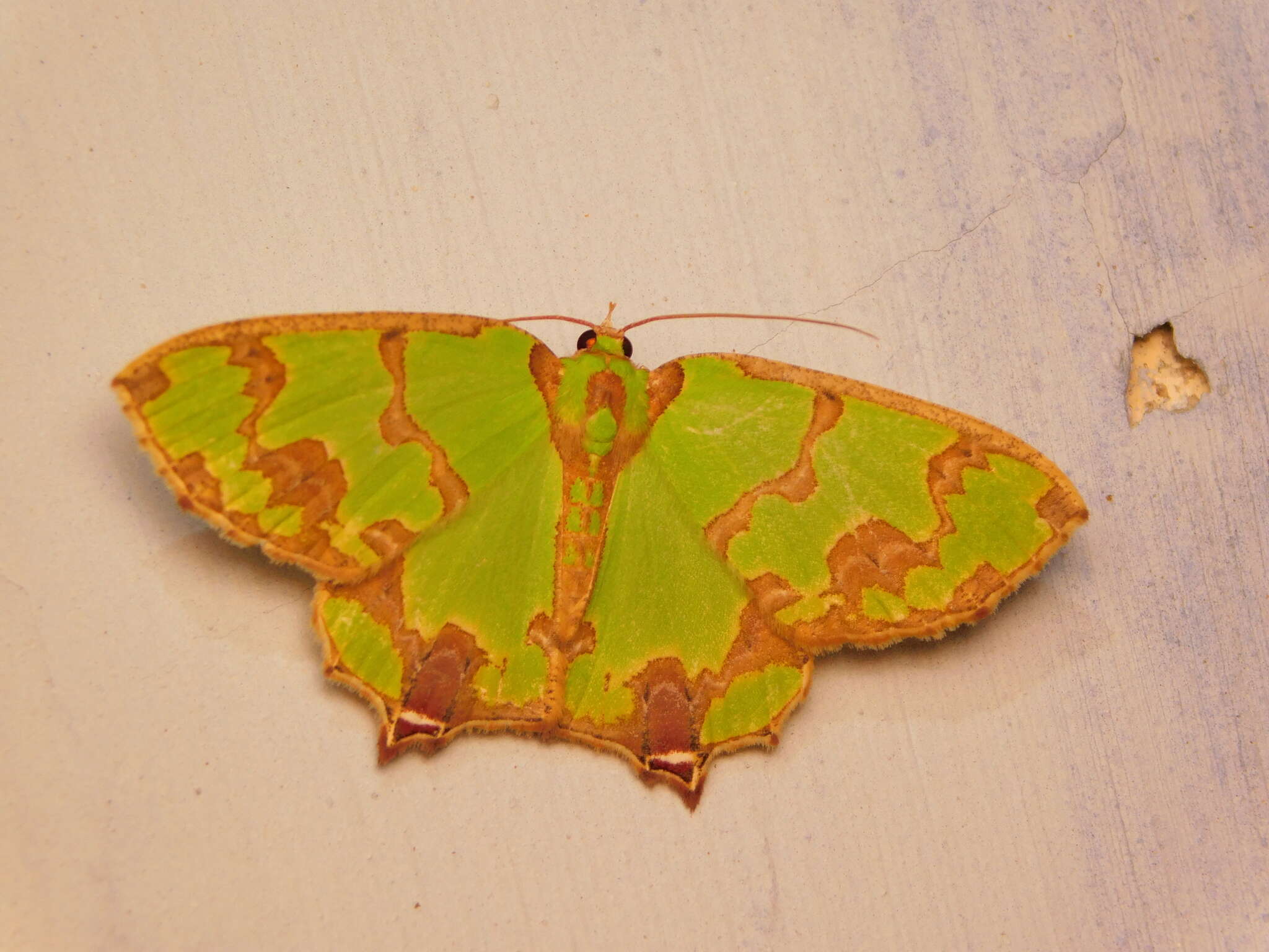 Image de Agathia hemithearia Guenée 1857