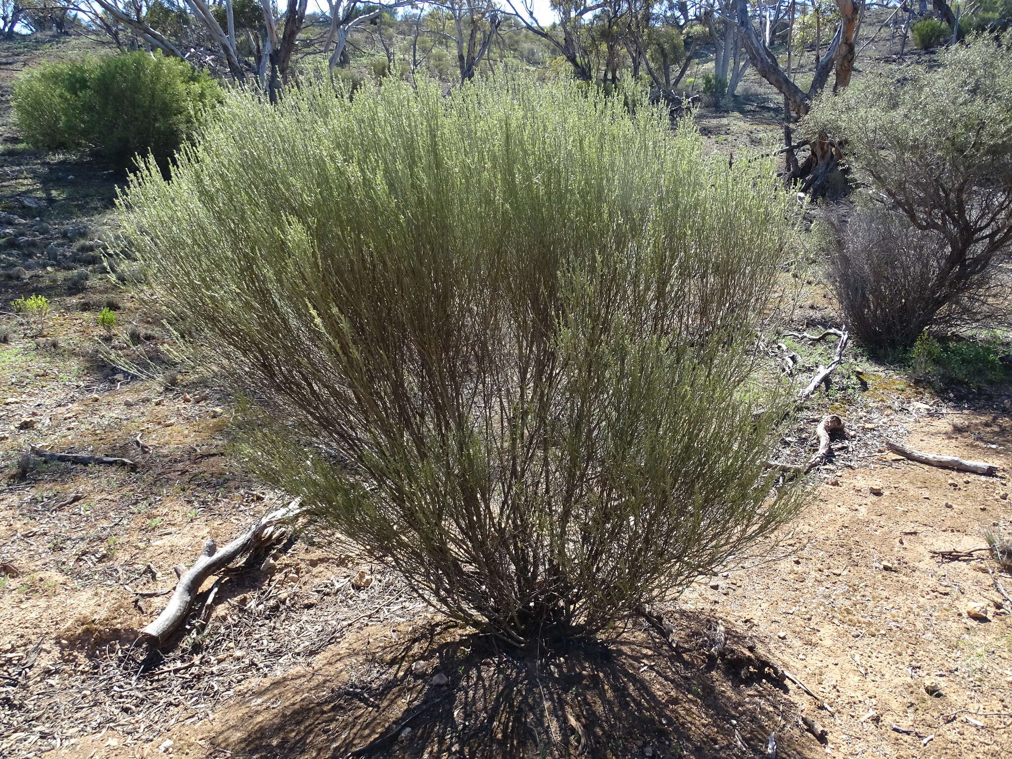 صورة Eremophila scoparia (R. Br.) F. Muell.