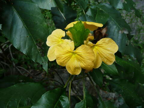 Plancia ëd Crossandra multidentata K. Vollesen