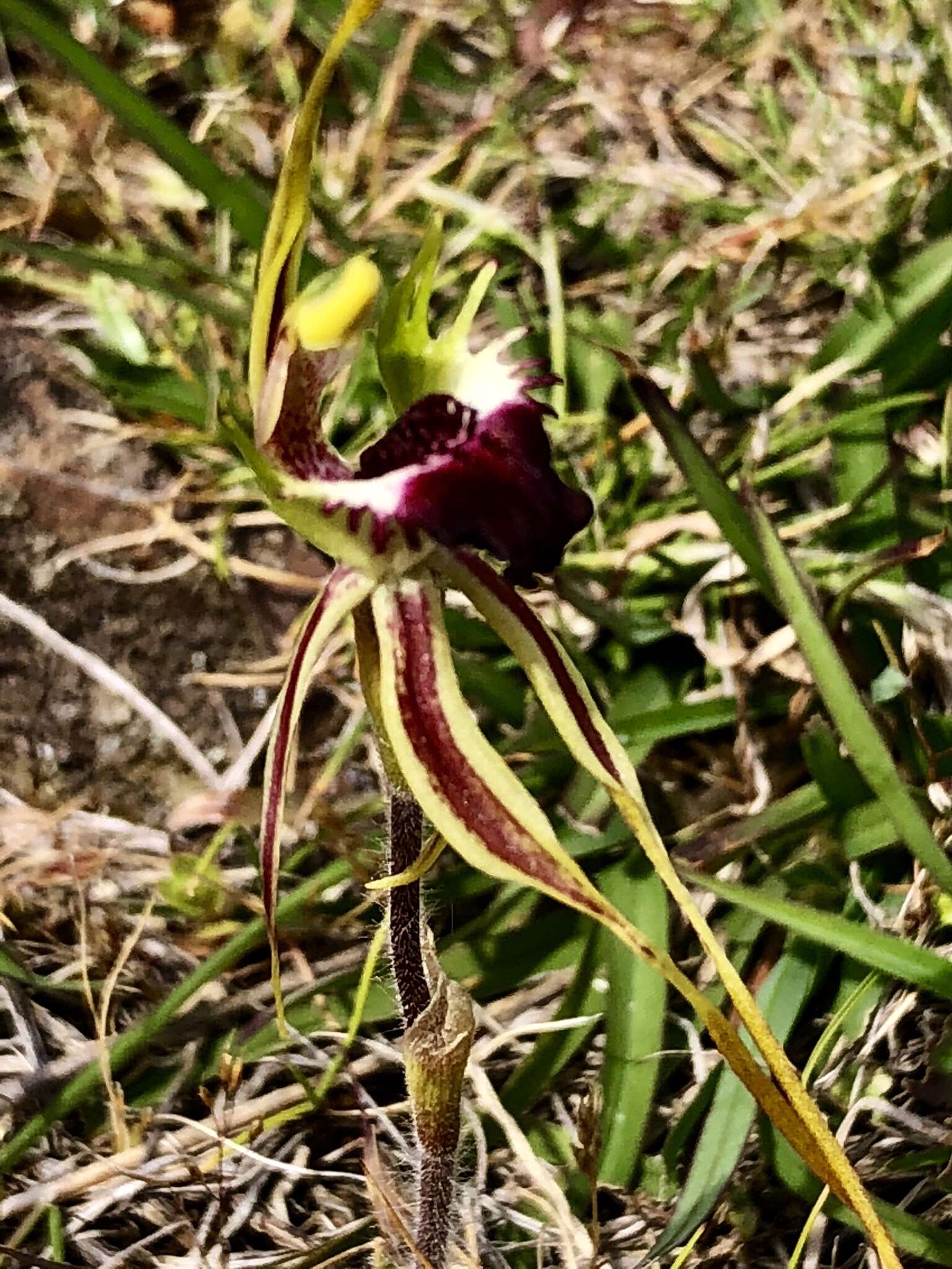 Image of Green comb spider orchid