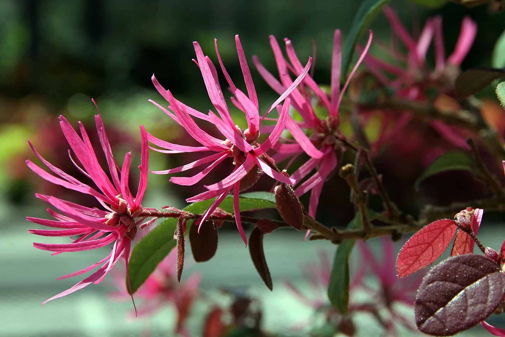 صورة Loropetalum chinense (R. Br.) Oliv.