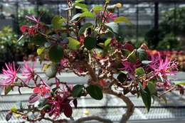 صورة Loropetalum chinense (R. Br.) Oliv.