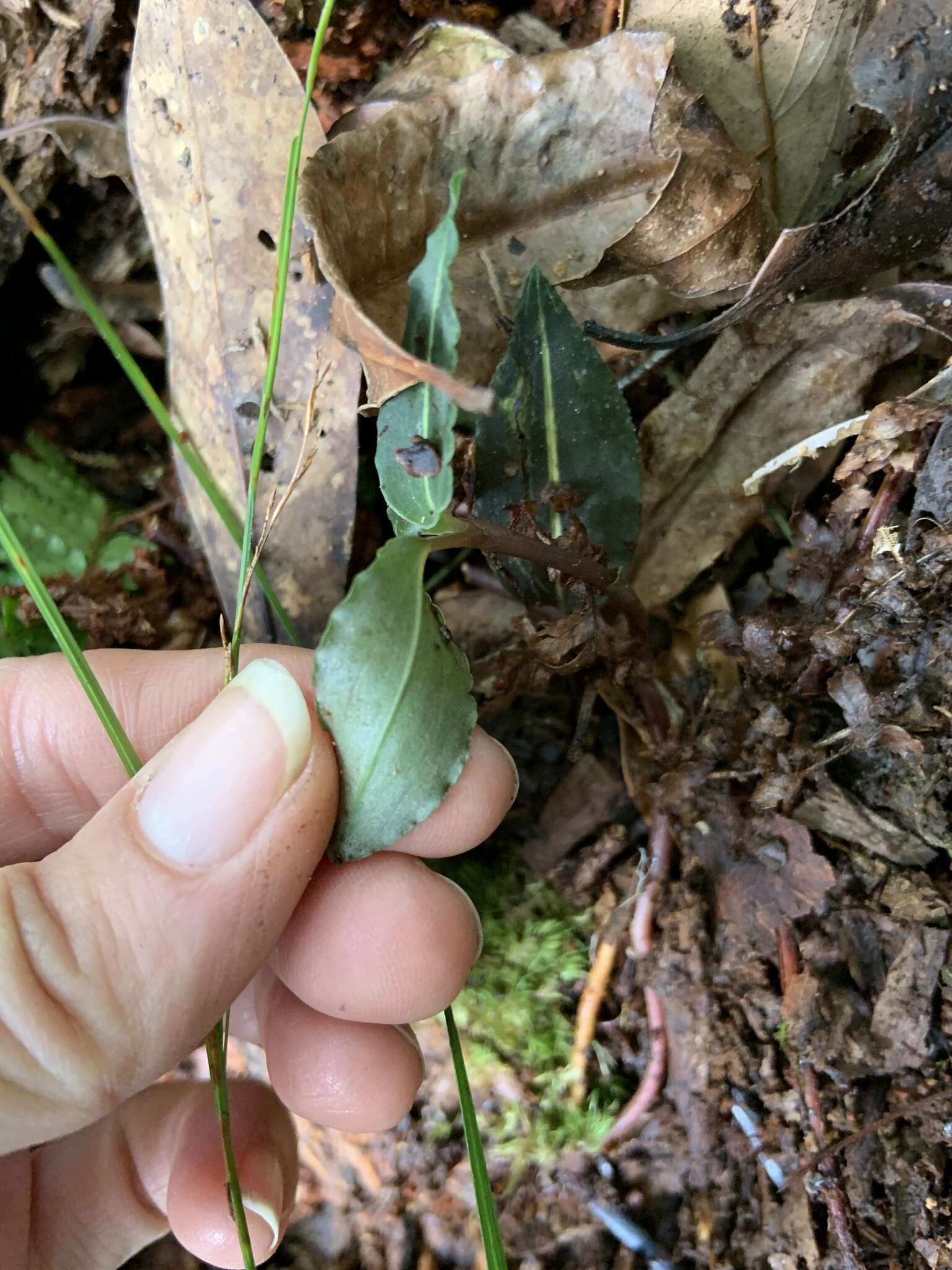 Слика од Goodyera similis Blume