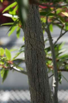 Image of Ficus neriifolia Smith