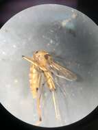 Image de <i>Aedes fulvus pallens</i> Ross