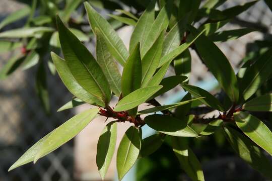 Image of Ficus neriifolia Smith