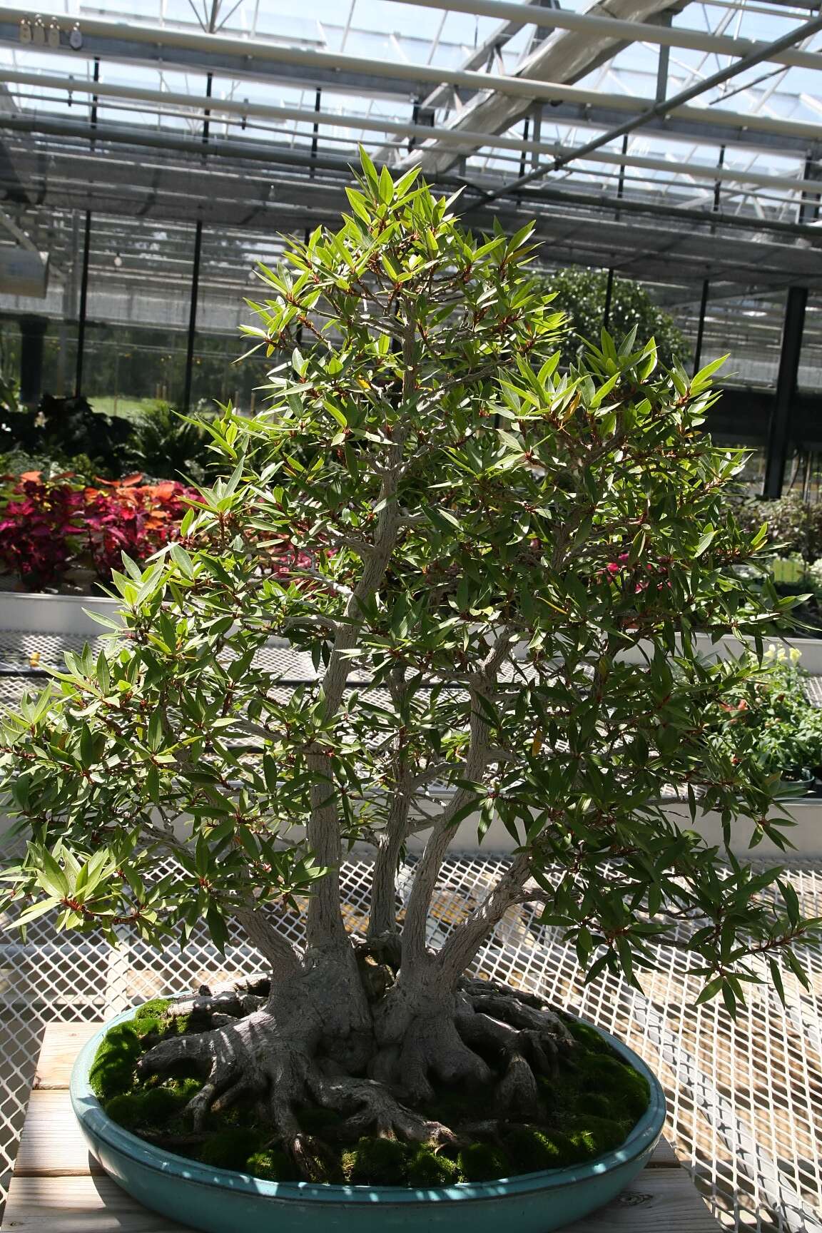 Image de Ficus neriifolia Smith