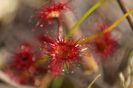 Drosera fimbriata De Buhr的圖片