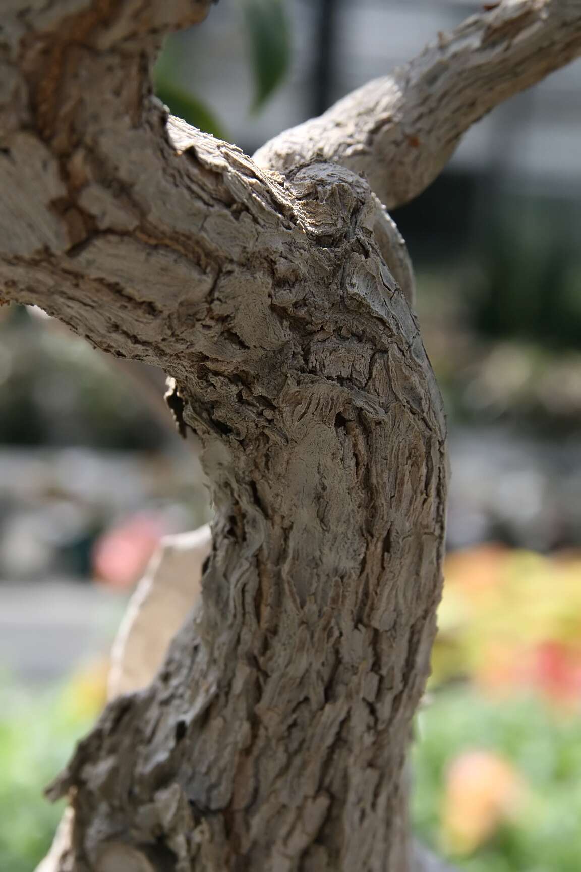 Plancia ëd Bougainvillea glabra Choisy