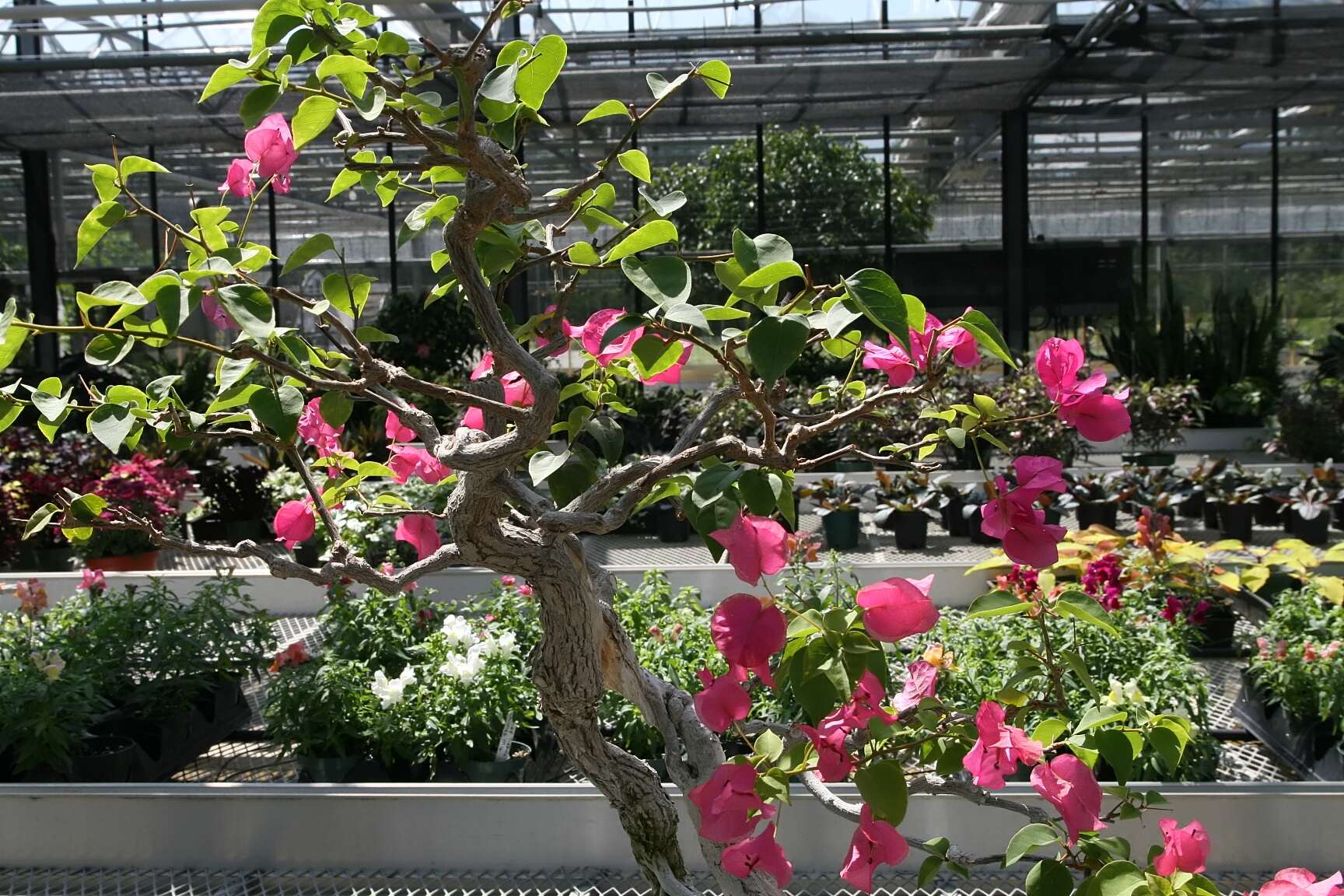 Plancia ëd Bougainvillea glabra Choisy