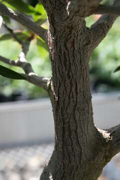 Image of Ficus neriifolia Smith