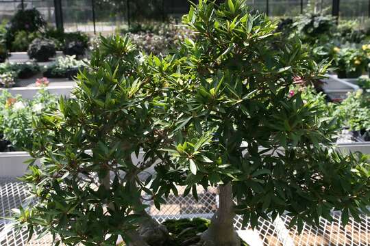 Image of Ficus neriifolia Smith