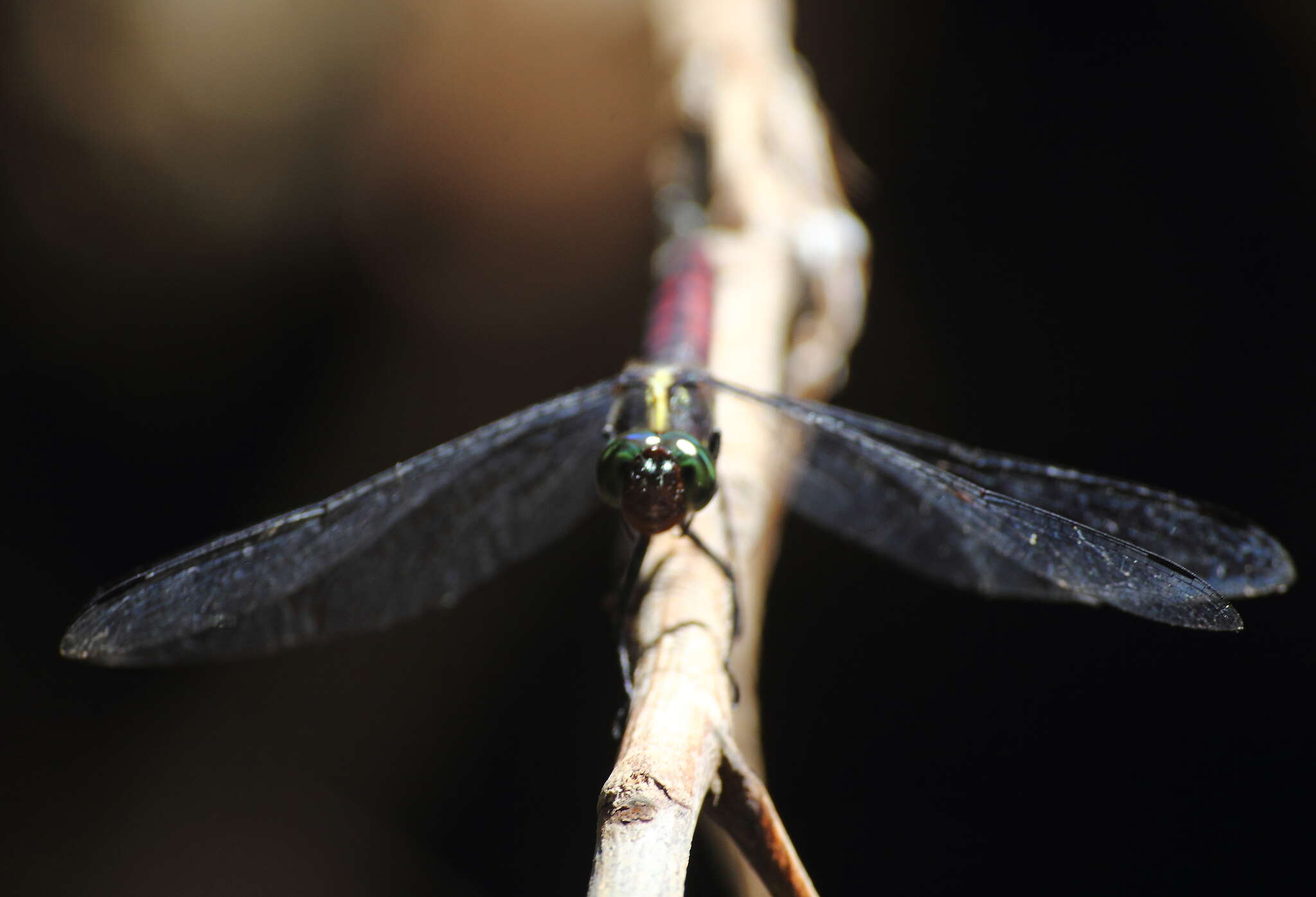 Image de Onychothemis culminicola Förster 1904