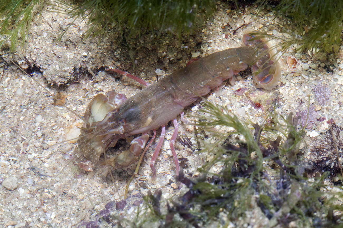 Image of snowflake snapping shrimp
