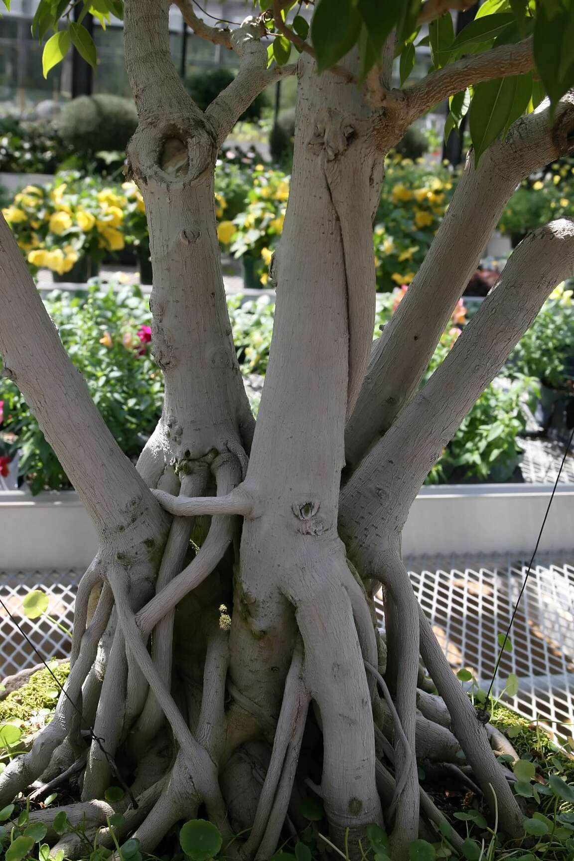 Imagem de Ficus benjamina L.