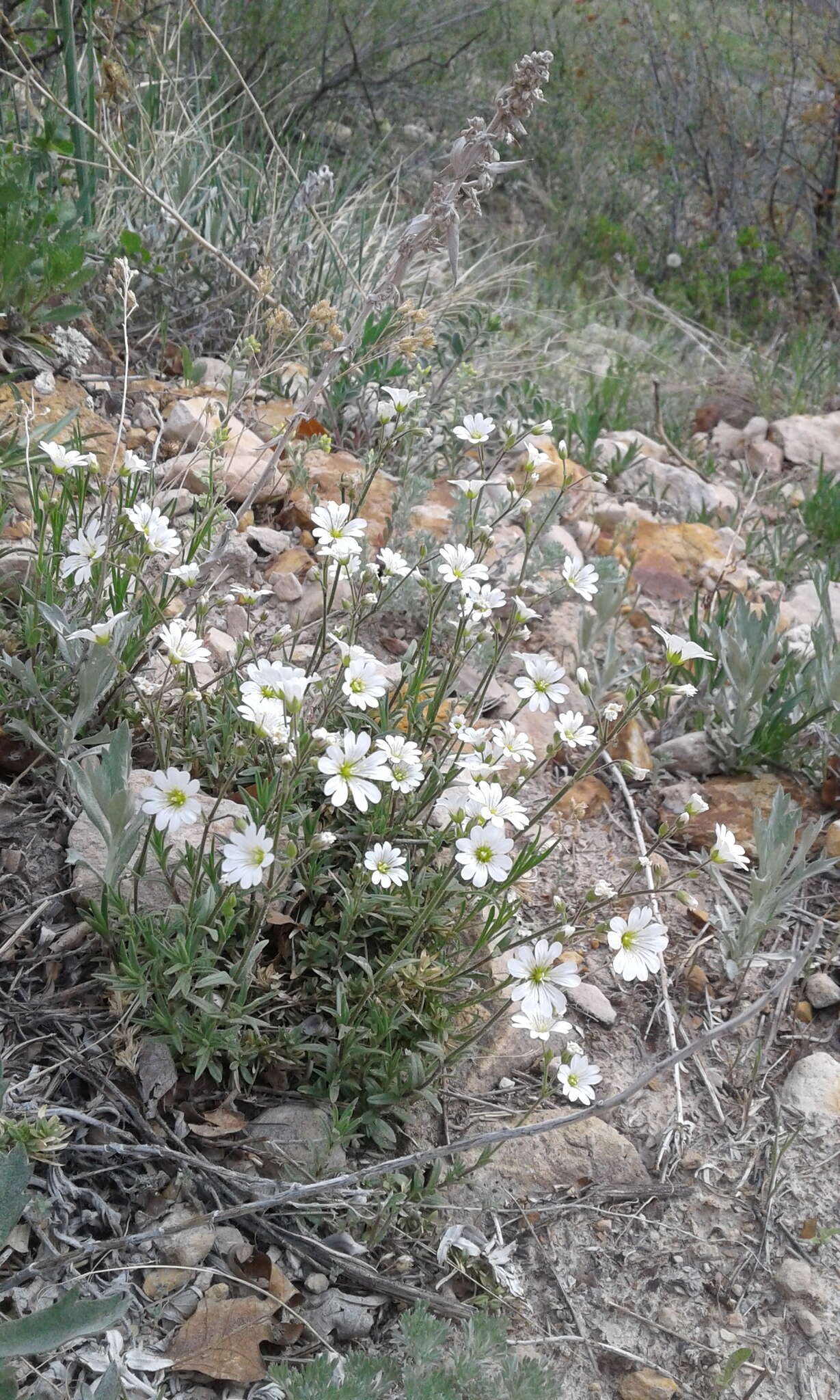 Imagem de Cerastium arvense subsp. strictum (L.) Gaudin