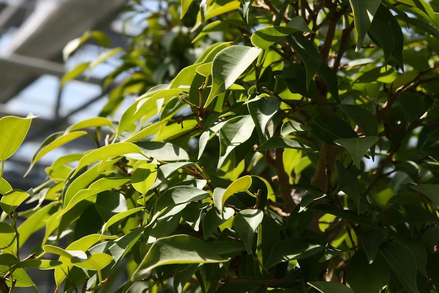 Imagem de Ficus benjamina L.