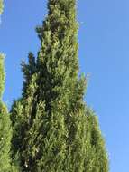 Image of Italian Cypress