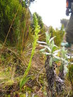 Imagem de Habenaria attenuata Hook. fil.