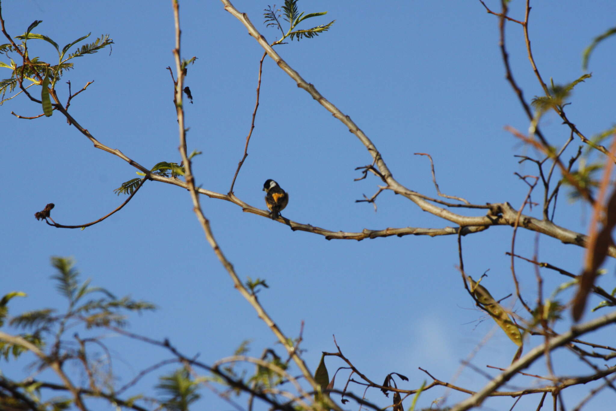 صورة Sporophila torqueola torqueola (Bonaparte 1850)