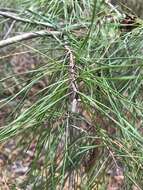 Imagem de Pinus glabra Walter