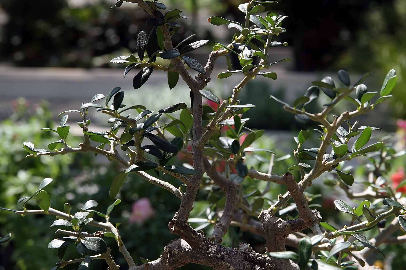 Image of olive tree