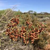 Acacia colletioides Benth. resmi