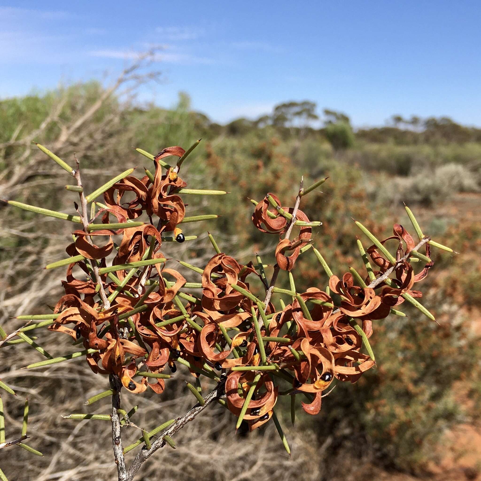 Acacia colletioides Benth. resmi