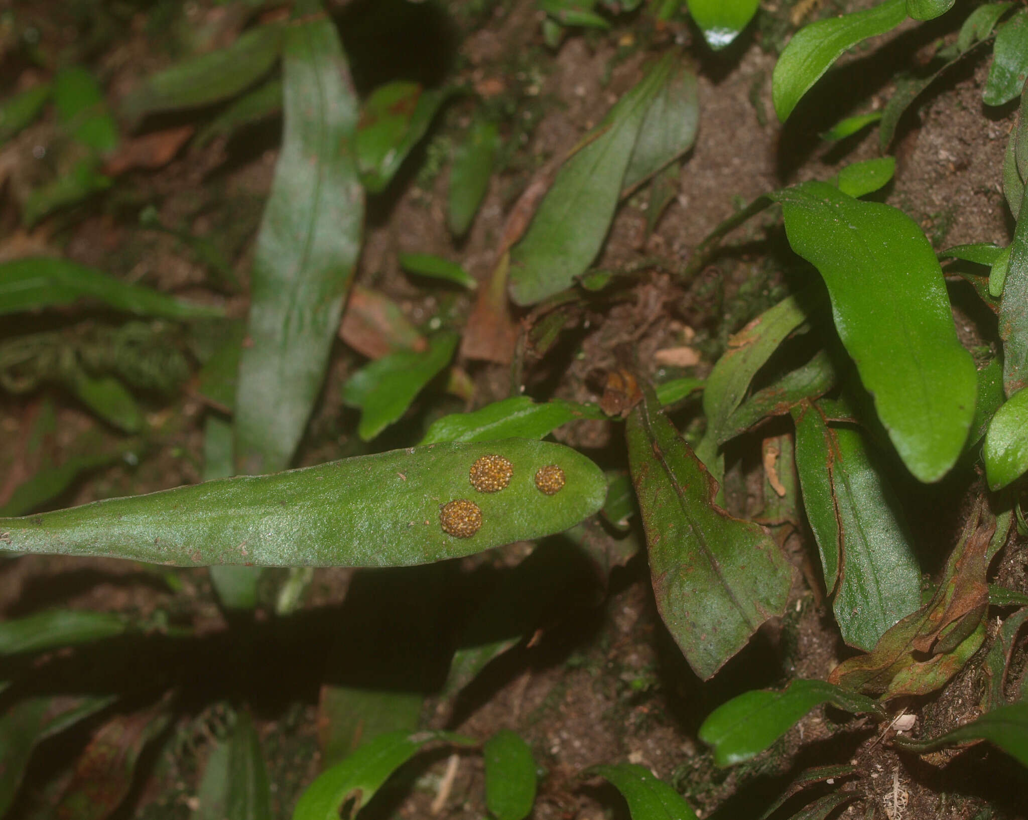 Plancia ëd Loxogramme dictyopteris (Mett.) Copel.