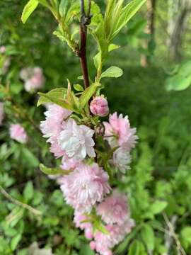 Imagem de Prunus glandulosa C. P. Thunb. ex A. Murray