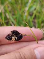 Image of Carex aterrima Hoppe