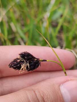 Image of Carex aterrima Hoppe