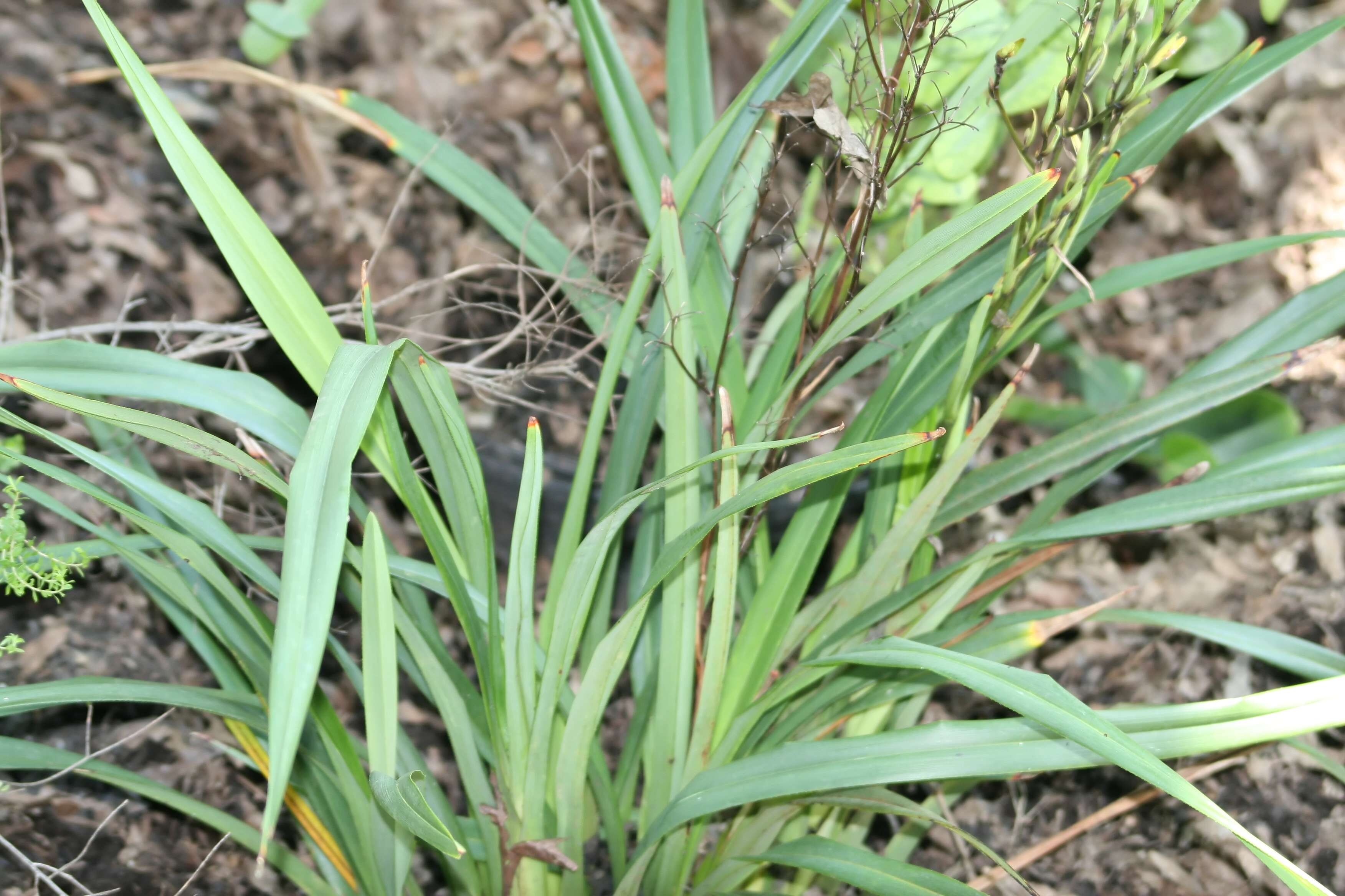 Image of Dianella tasmanica Hook. fil.