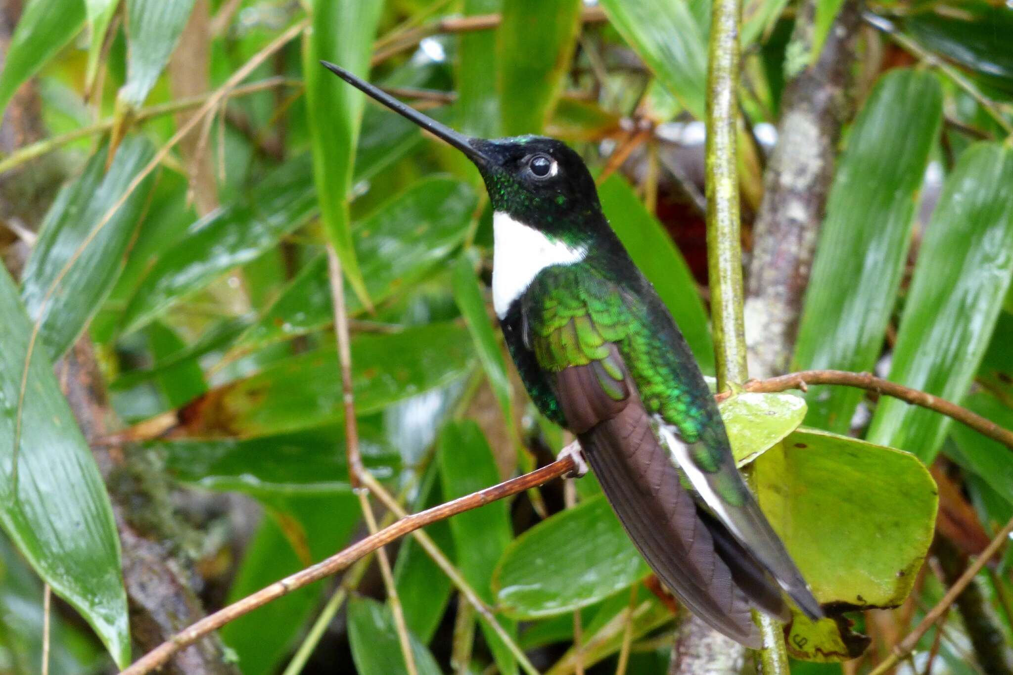 Image of Collared Inca