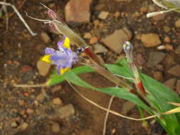 Image of blue-tulip