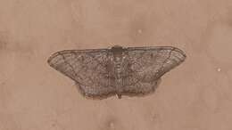 Image of Idaea amplipennis Butler 1889