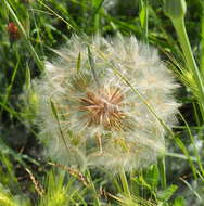 Image de Tragopogon porrifolius subsp. eriospermus (Ten.) Greuter