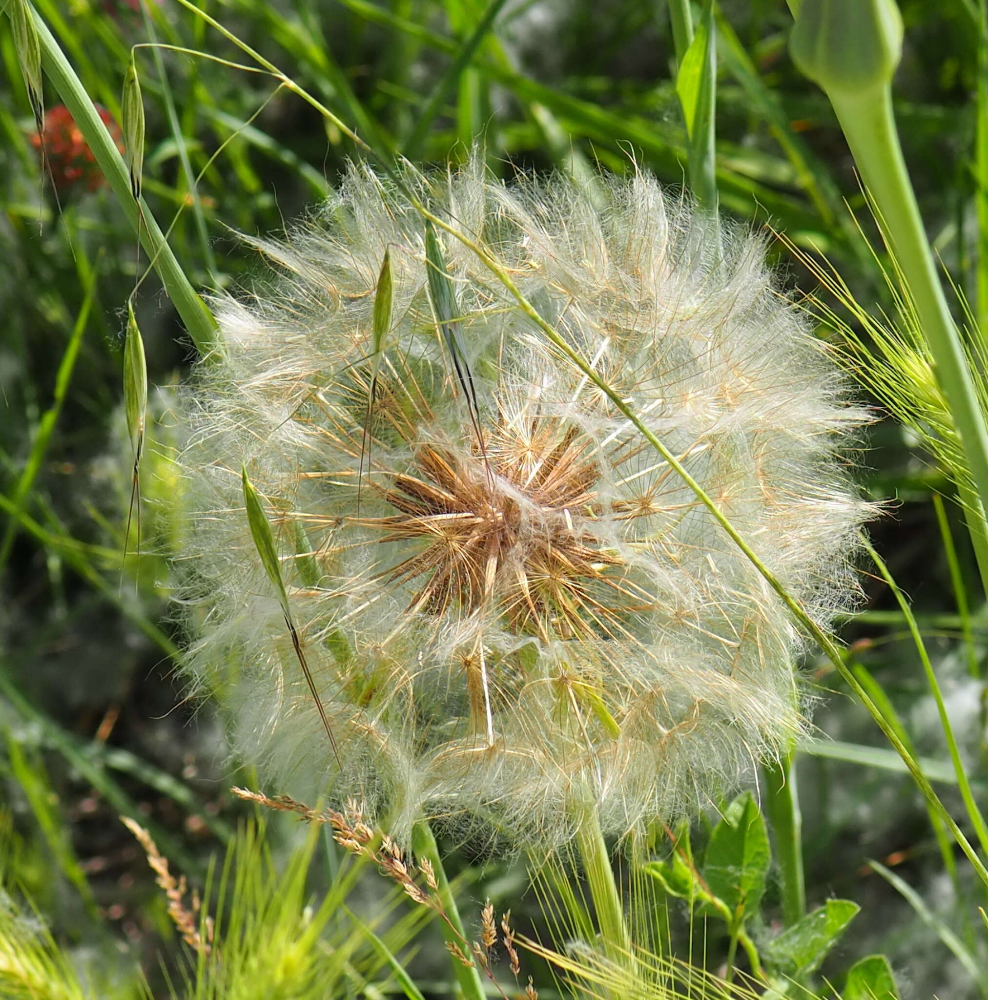 Image de Tragopogon porrifolius subsp. eriospermus (Ten.) Greuter